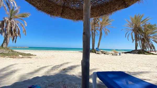 Large Palm Trees Blue Sky Sandy Beach White Sand — Stock fotografie