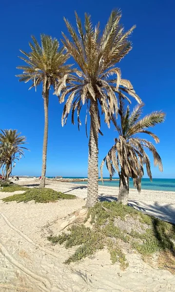 Large Palm Trees Blue Sky Sandy Beach White Sand — Stockfoto