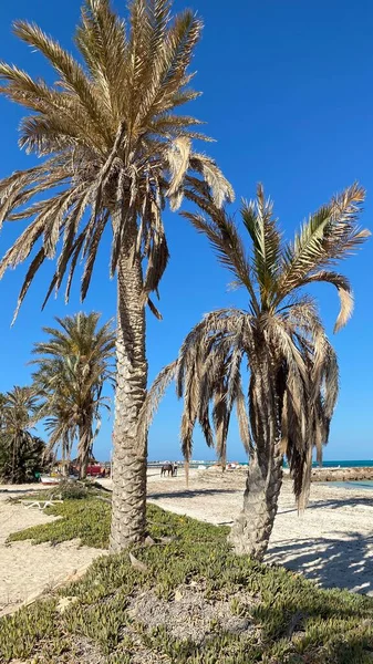 Large Palm Trees Blue Sky Sandy Beach White Sand — Foto de Stock