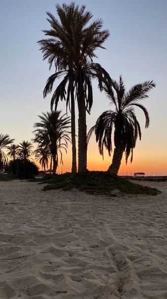 palm trees at sunrise on island of Djerba