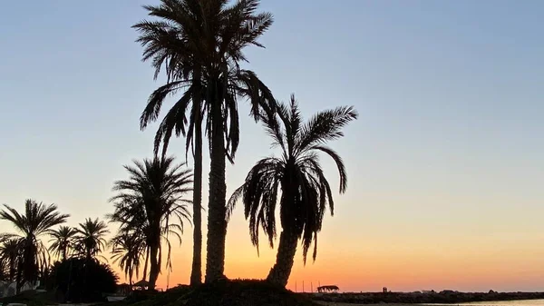 Palm Trees Sunrise Island Djerba — Stockfoto