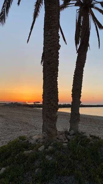 palm trees at sunrise on island of Djerba