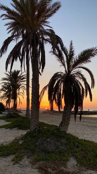 palm trees at sunrise on island of Djerba