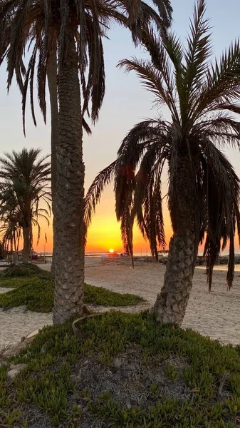 Palm Trees Sunrise Island Djerba — Stockfoto