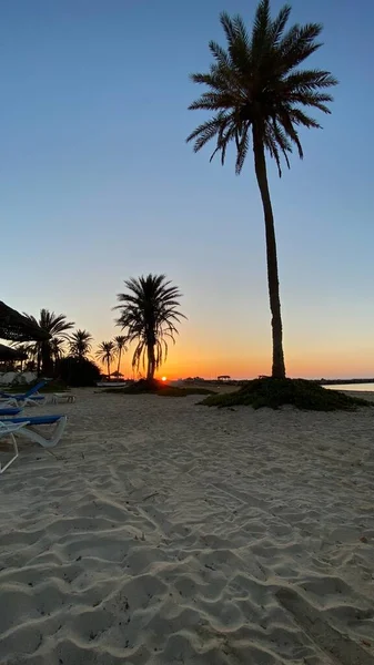 Palm Trees Sunrise Island Djerba — 스톡 사진