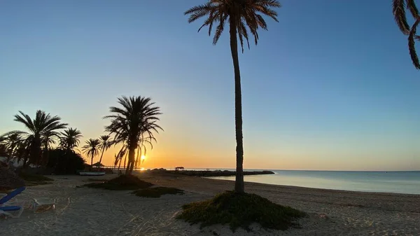 Palm Trees Sunrise Island Djerba — Zdjęcie stockowe
