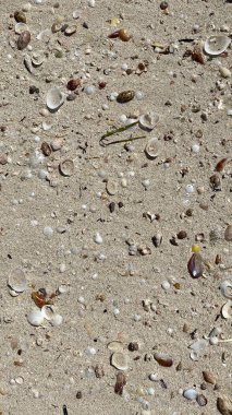 the sea threw out various shells driven into squeak on island of Djerba