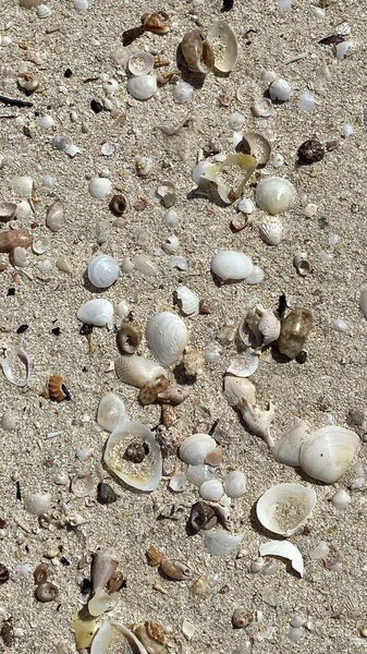 Sea Threw Out Various Shells Driven Squeak Island Djerba — Stockfoto