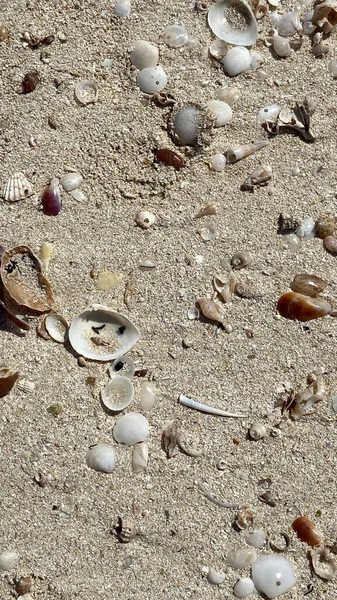 Sea Threw Out Various Shells Driven Squeak Island Djerba — Photo