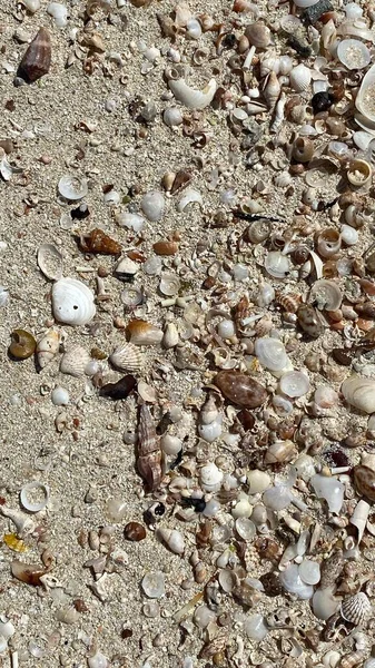 Sea Threw Out Various Shells Driven Squeak Island Djerba — 스톡 사진