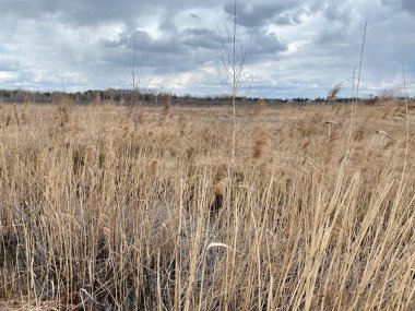 in spring of swamp you can see withered grasses of brown color cloudy sky