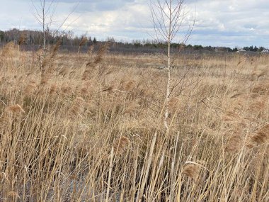 in spring of swamp you can see withered grasses of brown color cloudy sky