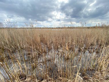 in spring of swamp you can see withered grasses of brown color cloudy sky