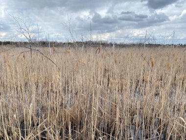 in spring of swamp you can see withered grasses of brown color cloudy sky