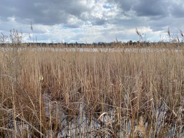 in spring of swamp you can see withered grasses of brown color cloudy sky