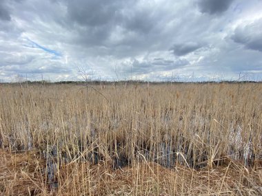 in spring of swamp you can see withered grasses of brown color cloudy sky