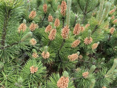 brown buds pine dune needles green in spring