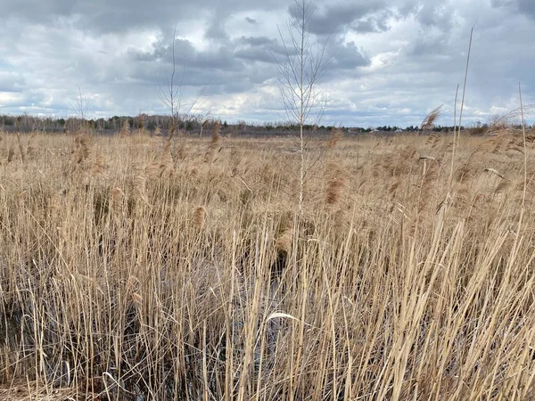 in spring of swamp you can see withered grasses of brown color cloudy sky