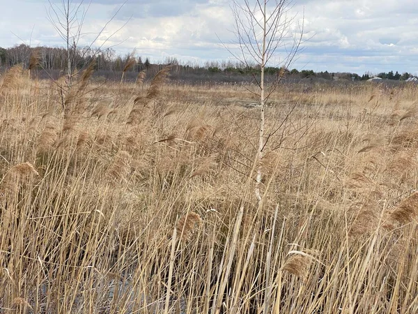 in spring of swamp you can see withered grasses of brown color cloudy sky