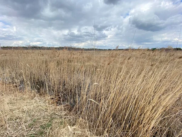 in spring of swamp you can see withered grasses of brown color cloudy sky