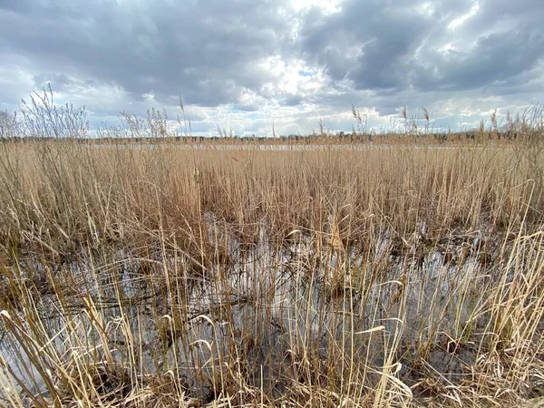 in spring of swamp you can see withered grasses of brown color cloudy sky