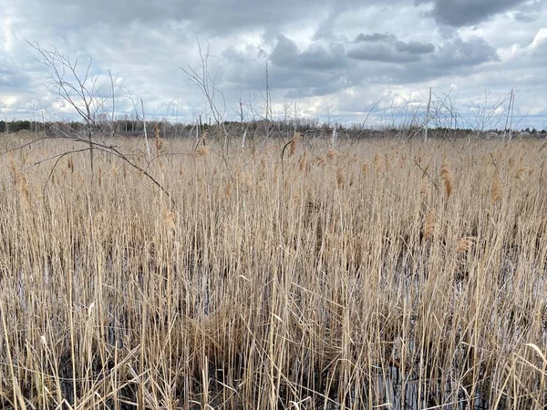 in spring of swamp you can see withered grasses of brown color cloudy sky