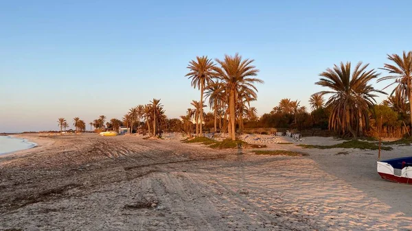 palm trees at sunrise on island of Djerba