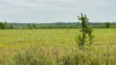 old trees lot of greenery on scenic road in park scenic path