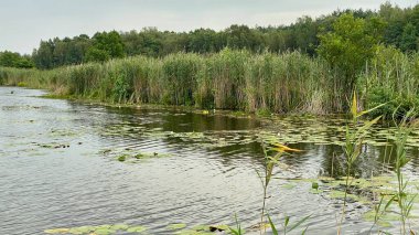 wild white water lily in national park by scenic path white flowers spreading leaves