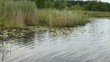 wild white water lily in national park by scenic path white flowers spreading leaves