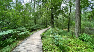 old trees lot of greenery on scenic road in park scenic path