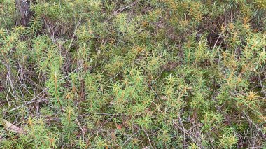at scenic path growing common swamp also known as wild rosemary