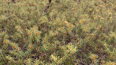 at scenic path growing common swamp also known as wild rosemary