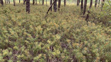 at scenic path growing common swamp also known as wild rosemary