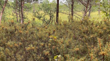 at scenic path growing common swamp also known as wild rosemary