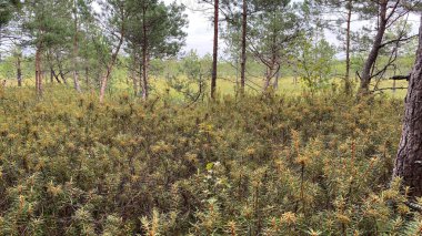 at scenic path growing common swamp also known as wild rosemary