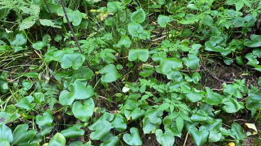 with white flower Mud red large green leaves growing in swamp in national park