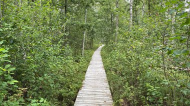 old trees lot of greenery on scenic road in park scenic path