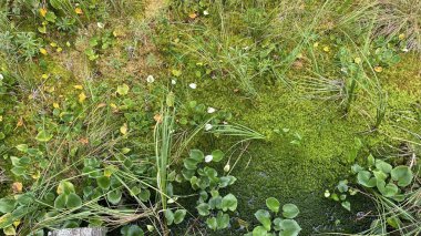 with white flower Mud red large green leaves growing in swamp in national park