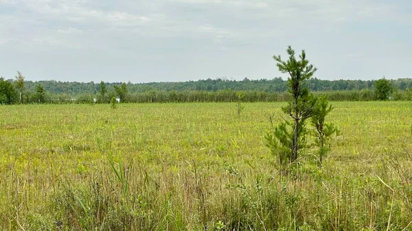 old trees lot of greenery on scenic road in park scenic path