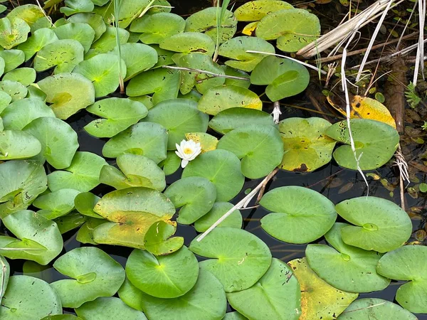 Wild White Water Lily National Park Scenic Path White Flowers — Foto Stock