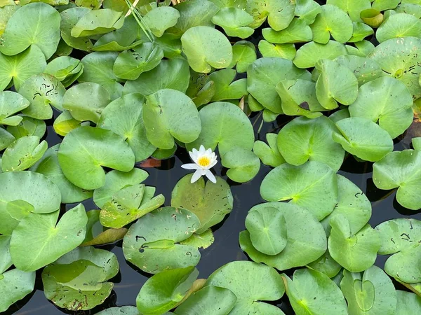 Wild White Water Lily National Park Scenic Path White Flowers — Photo