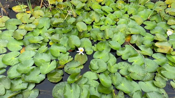 Wild White Water Lily National Park Scenic Path White Flowers — Foto Stock