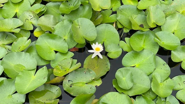 Wild White Water Lily National Park Scenic Path White Flowers — Stock Fotó