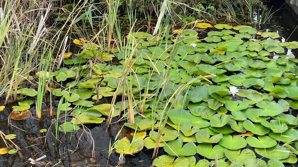 Wild White Water Lily National Park Scenic Path White Flowers —  Fotos de Stock