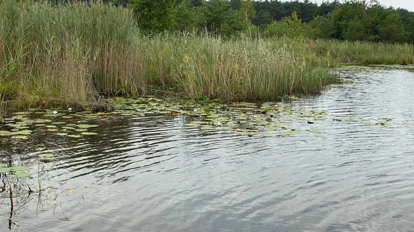wild white water lily in national park by scenic path white flowers spreading leaves