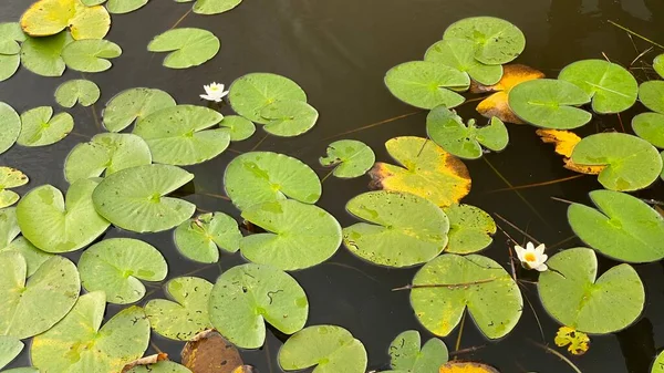 Wild White Water Lily National Park Scenic Path White Flowers —  Fotos de Stock
