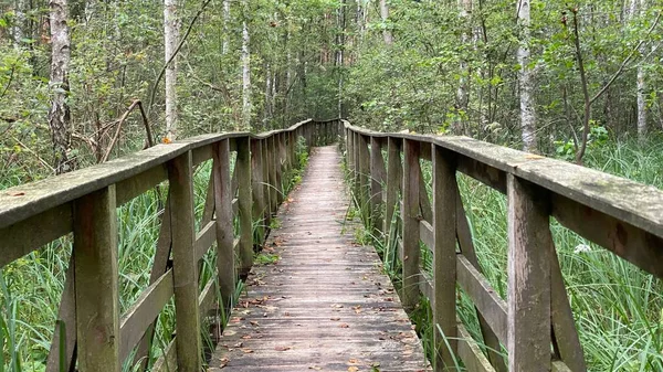 Old Trees Lot Greenery Scenic Road Park Scenic Path — Fotografia de Stock