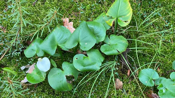 White Flower Mud Red Large Green Leaves Growing Swamp National — 스톡 사진