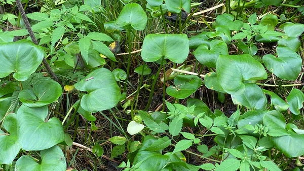 White Flower Mud Red Large Green Leaves Growing Swamp National — Fotografia de Stock